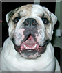 Garrett the English Bulldog