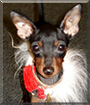 Spike the Miniature Pinscher