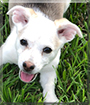 Ruby Renae the Beagle, Jack Russell Terrier