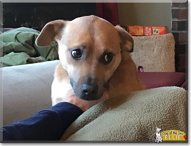 Ellie the German Shepherd, Chihuahua mix, the Dog of the Day