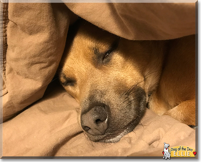 Ellie the German Shepherd, Chihuahua mix, the Dog of the Day