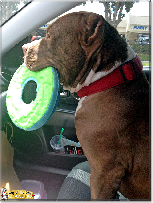 Chancho the American Pitbull Terrier, the Dog of the Day