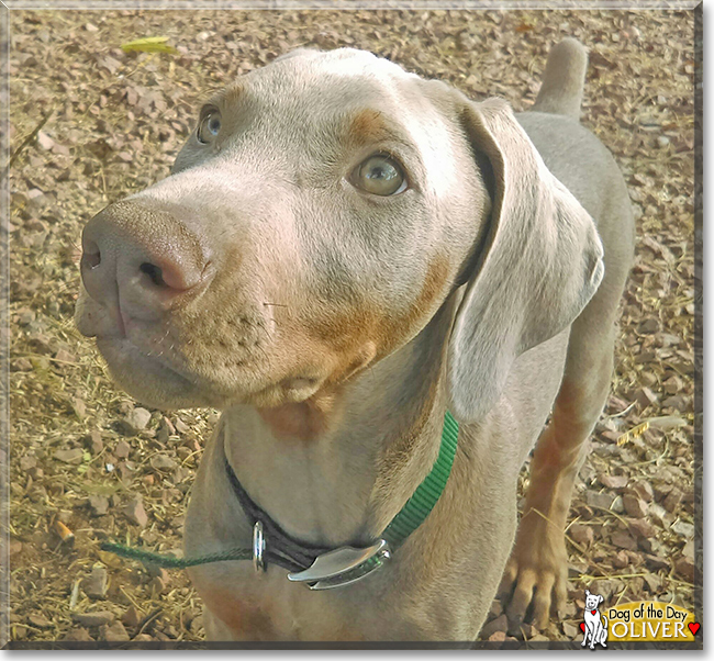 Oliver the Doberman Pinscher, the Dog of the Day