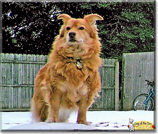 Chloe the Corgi, Rough Collie mix, the Dog of the Day