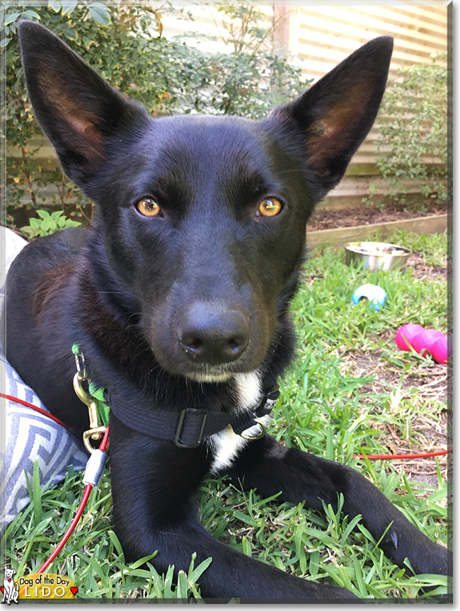 Lido the Kelpie, the Dog of the Day