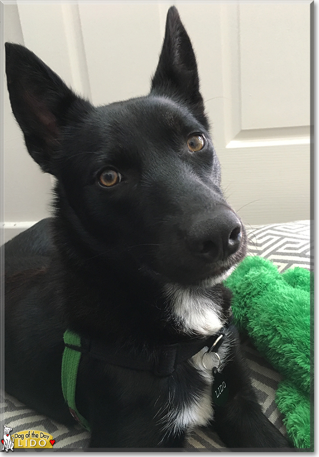 Lido the Kelpie, the Dog of the Day