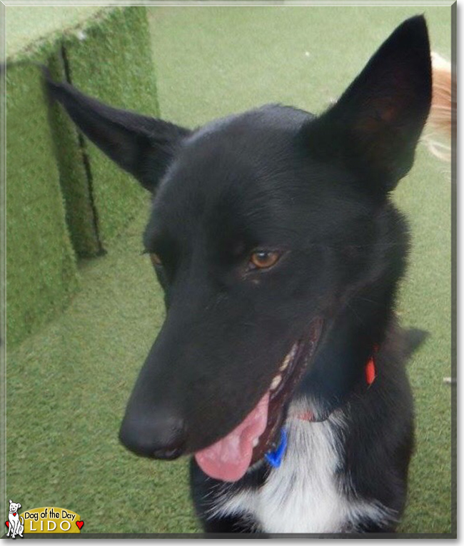 Lido the Kelpie, the Dog of the Day