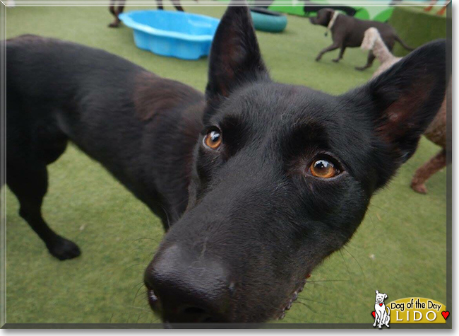 Lido the Kelpie, the Dog of the Day