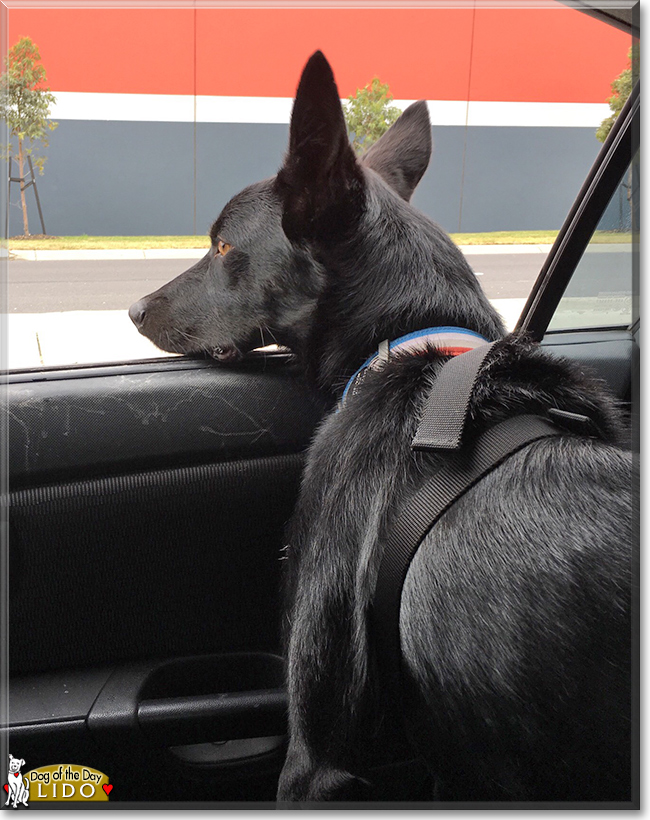 Lido the Kelpie, the Dog of the Day