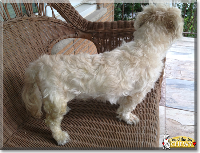 Chewy the Maltese, Shih Tzu mix, the Dog of the Day