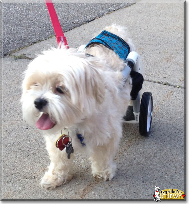 Chewy the Maltese, Shih Tzu mix, the Dog of the Day