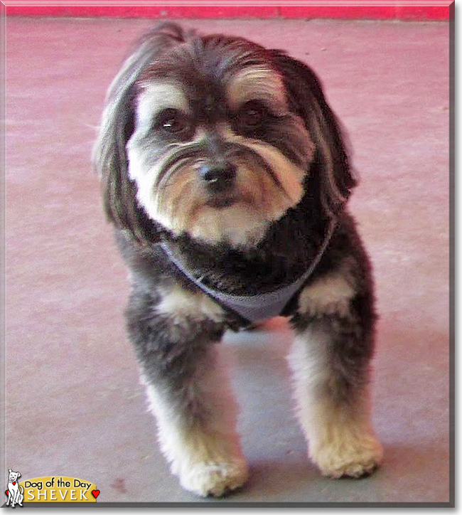 Shevek the Maltese, Pomeranian mix, the Dog of the Day