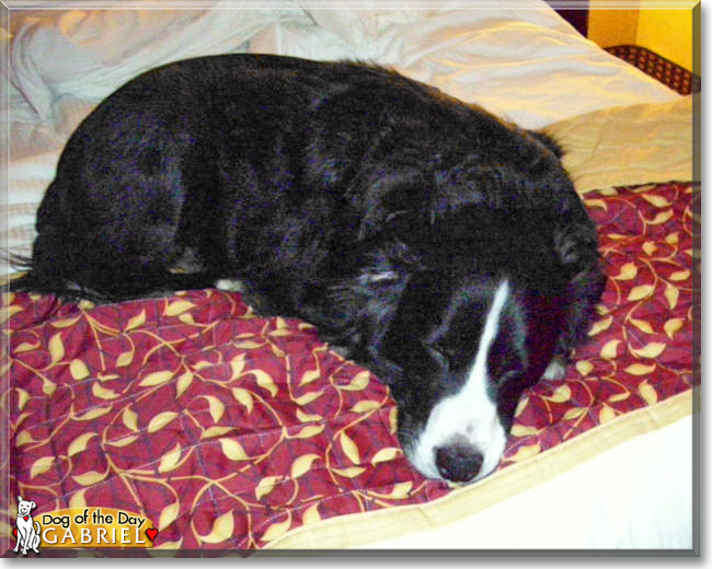 Gabriel the Border Collie, the Dog of the Day