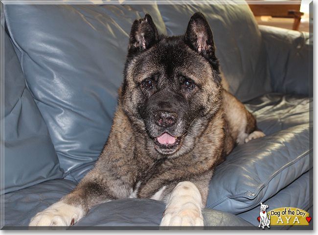 Aya the American Akita, the Dog of the Day