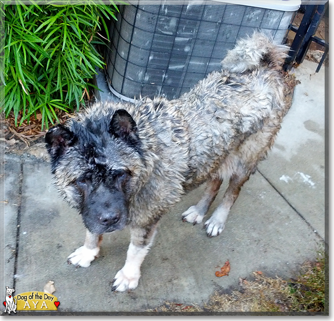 Aya the American Akita, the Dog of the Day