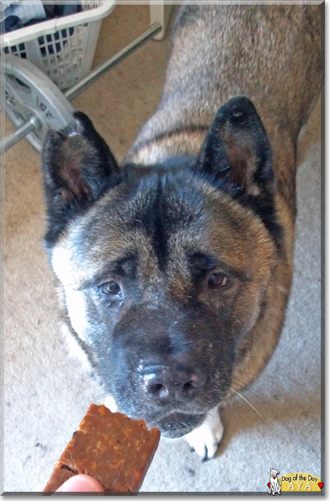 Aya the American Akita, the Dog of the Day