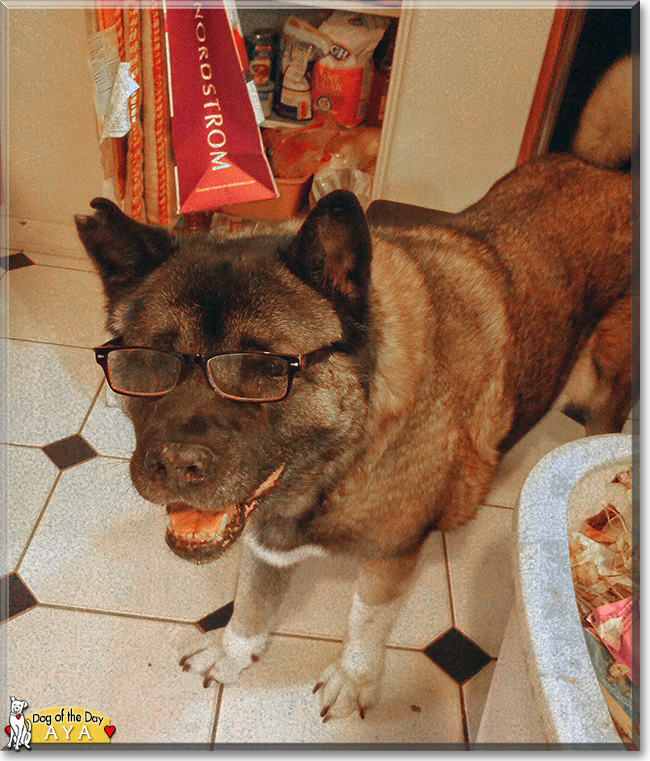 Aya the American Akita, the Dog of the Day