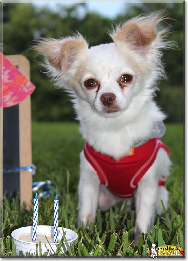 Bambie the Chihuahua, Yorkshire Terrier mix, the Dog of the Day