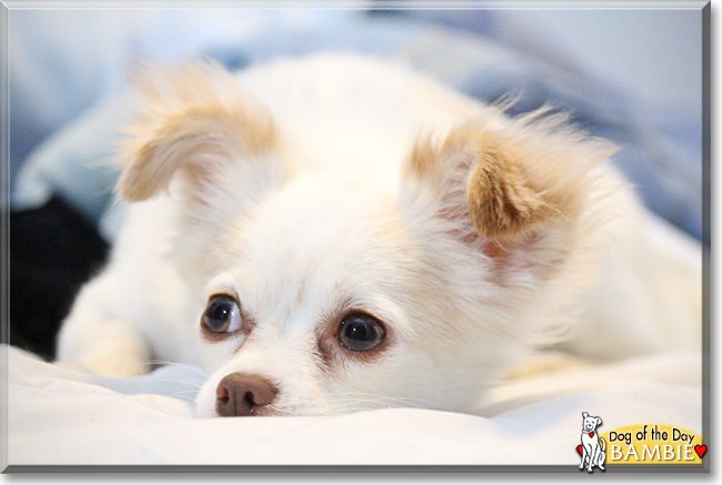 Bambie the Chihuahua, Yorkshire Terrier mix, the Dog of the Day