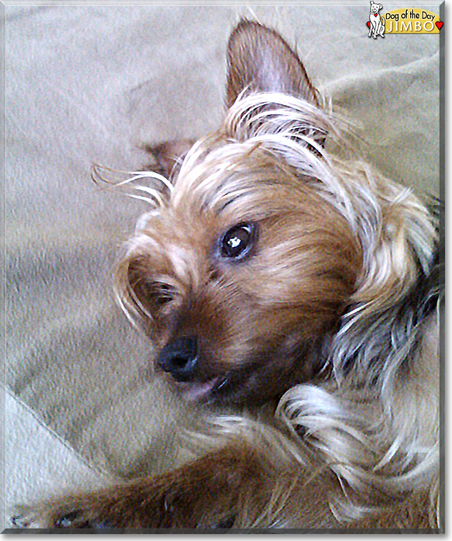 Jimbo the Yorkshire Terrier, the Dog of the Day