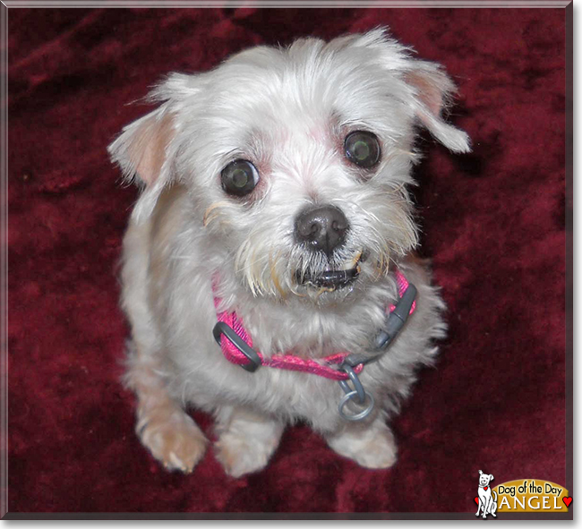 Angel the Maltese, the Dog of the Day