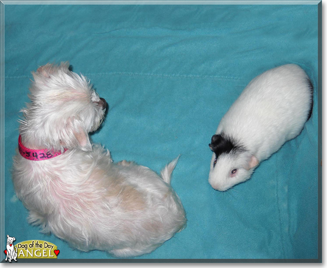 Angel the Maltese, the Dog of the Day