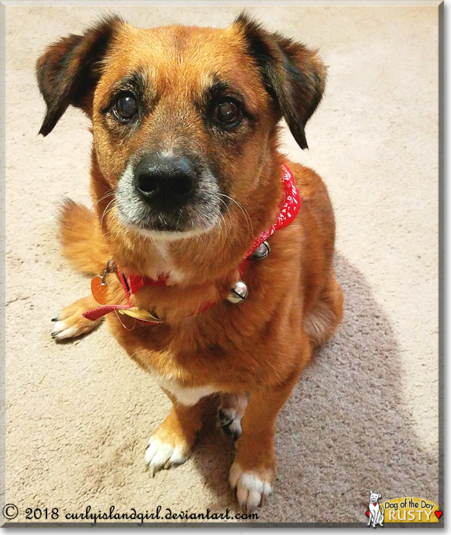 Rusty the Dog, the Dog of the Day