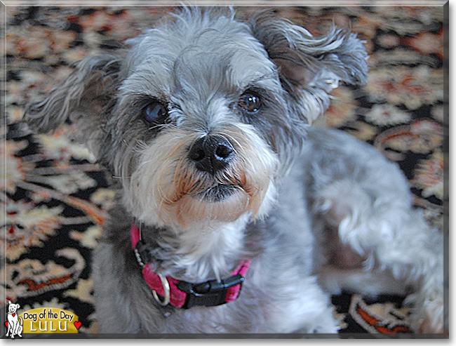 Lulu the Miniature Schnauzer, the Dog of the Day