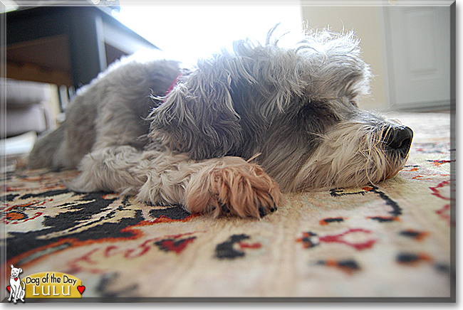 Lulu the Miniature Schnauzer, the Dog of the Day