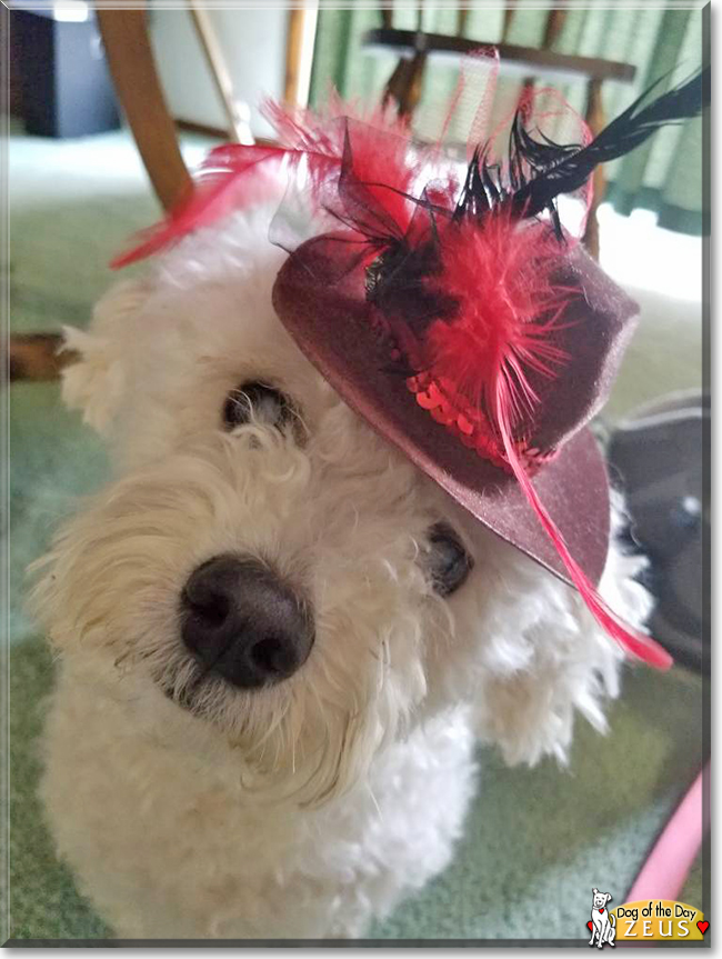 Zeus the Bichon mix, the Dog of the Day