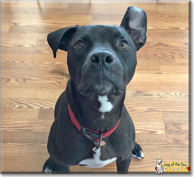 Comet the Labrador mix, the Dog of the Day