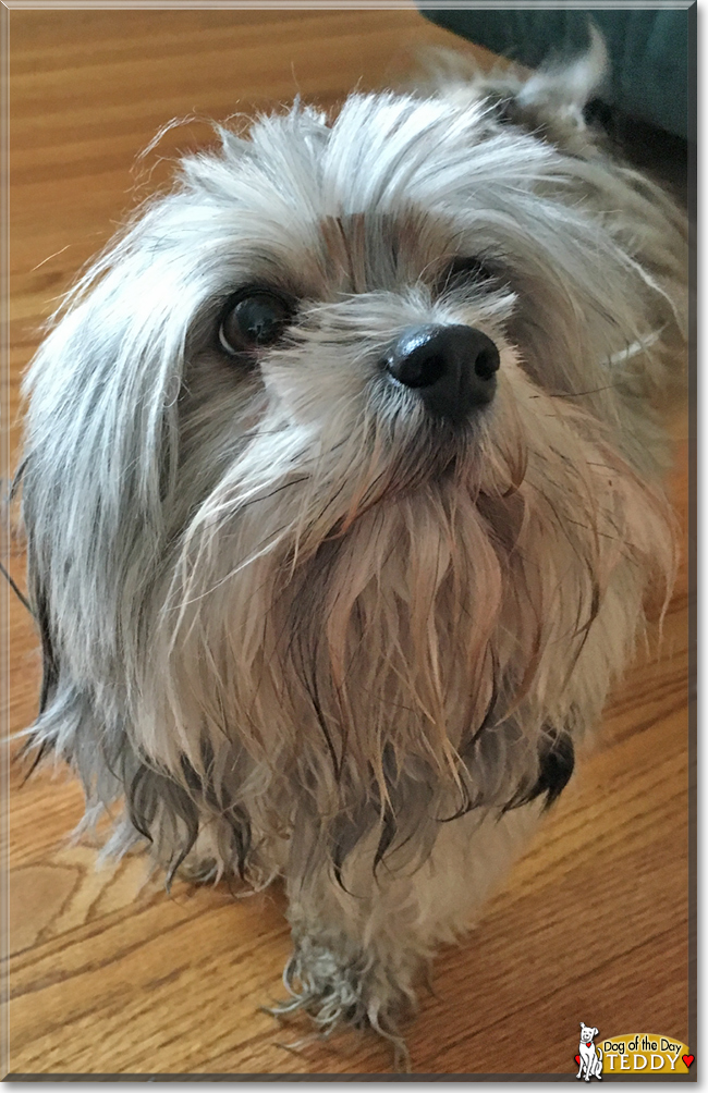 Teddy the Shih Tzu, the Dog of the Day