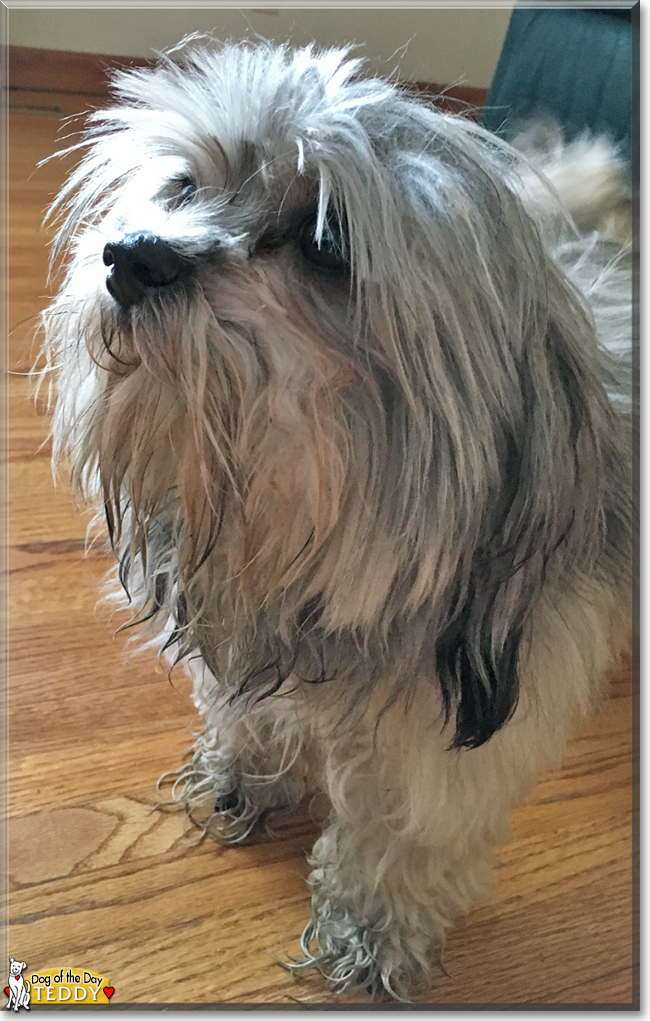 Teddy the Shih Tzu, the Dog of the Day