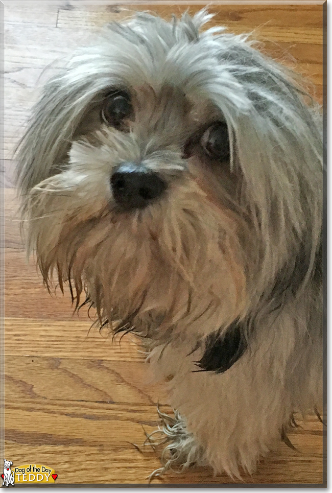 Teddy the Shih Tzu, the Dog of the Day