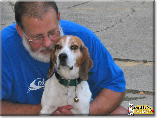 Buddy the Beagle, the Dog of the Day