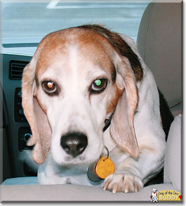 Buddy the Beagle, the Dog of the Day