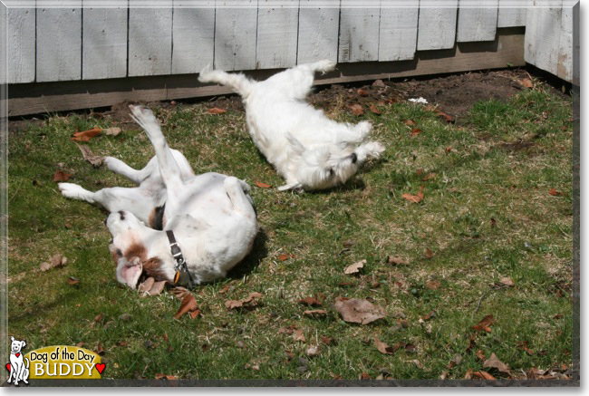 Buddy the Beagle, the Dog of the Day