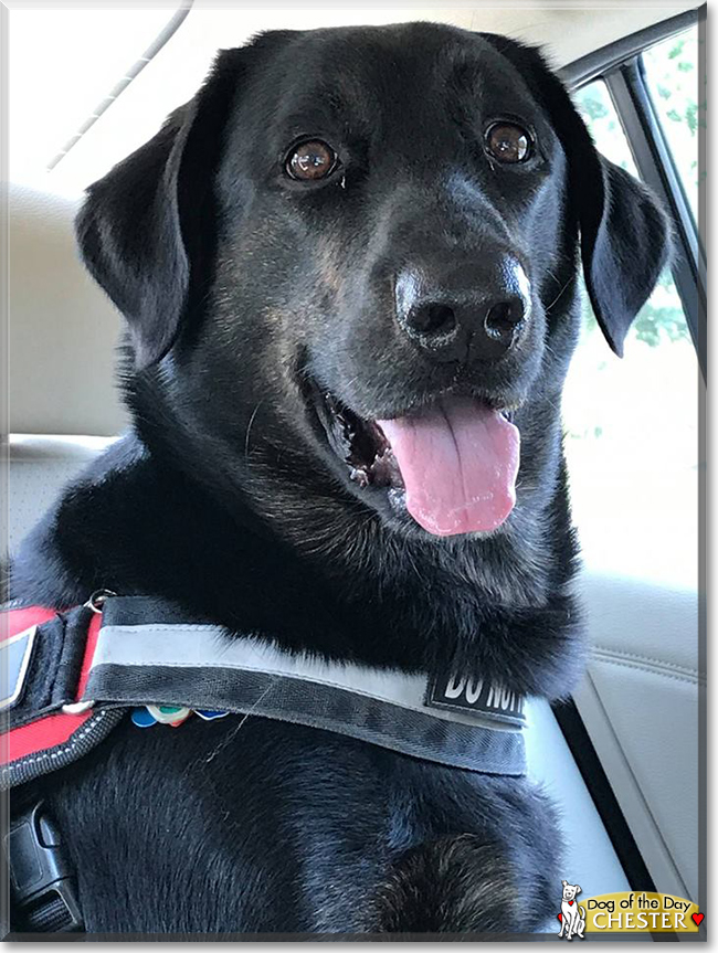 Chester the Labrador Retriever, the Dog of the Day