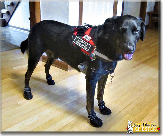 Chester the Labrador Retriever, the Dog of the Day