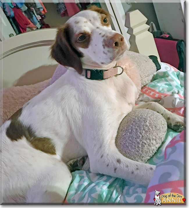 Annie the Brittany Spaniel, the Dog of the Day