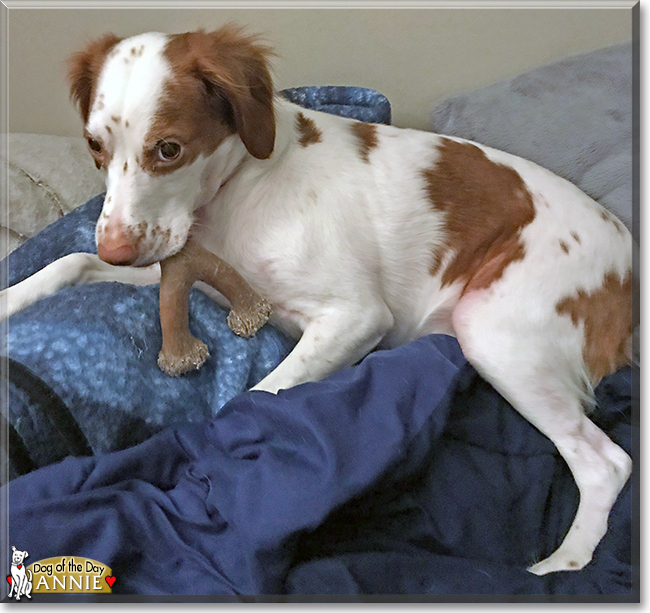 Annie the Brittany Spaniel, the Dog of the Day