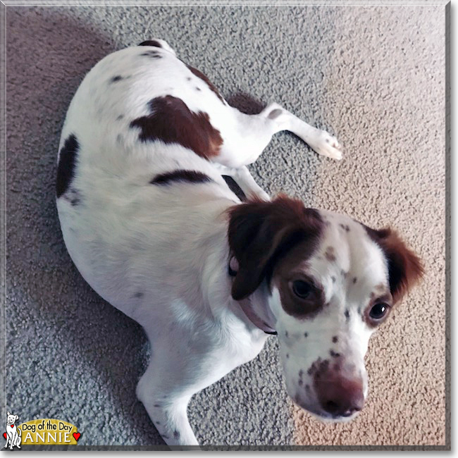 Annie the Brittany Spaniel, the Dog of the Day