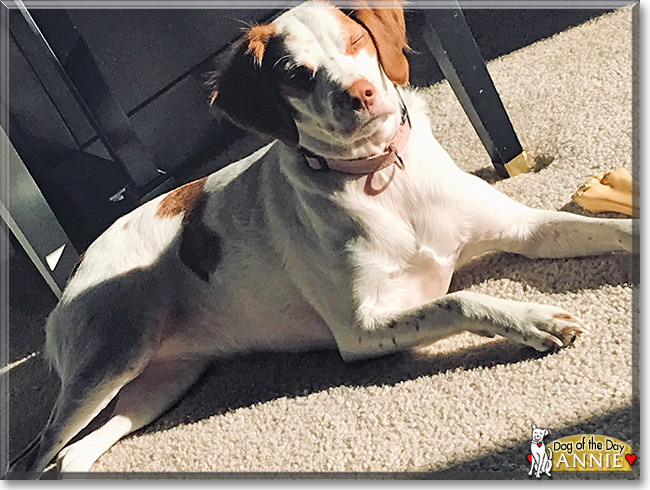 Annie the Brittany Spaniel, the Dog of the Day