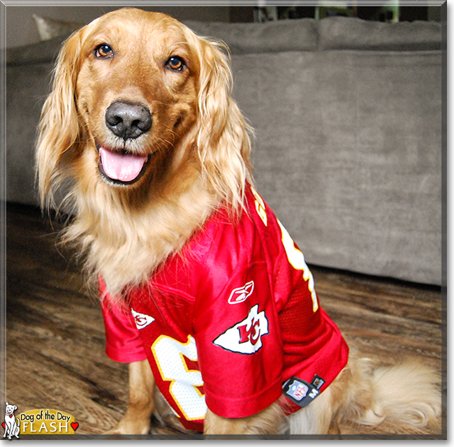 Flash the Golden Retriever, the Dog of the Day