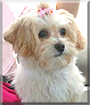 Bella the Lhasa Apso/Poodle mix