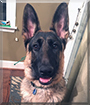 Cash the German Shepherd Dog