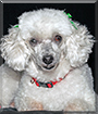 Sugar Plum the Toy Poodle