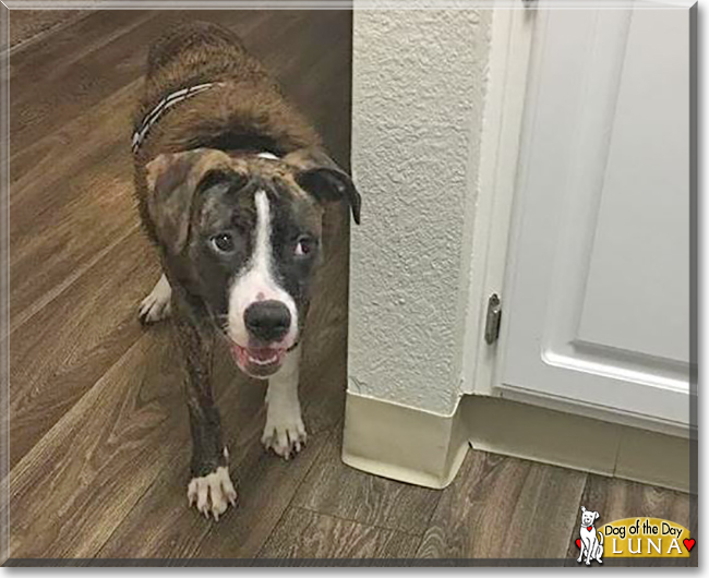 Luna the Pitbull, Boxer mix, the Dog of the Day