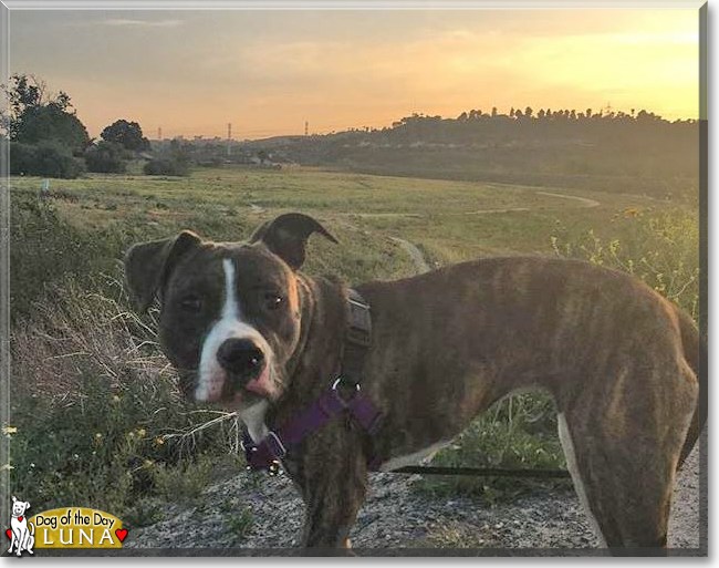 Luna the Pitbull, Boxer mix, the Dog of the Day