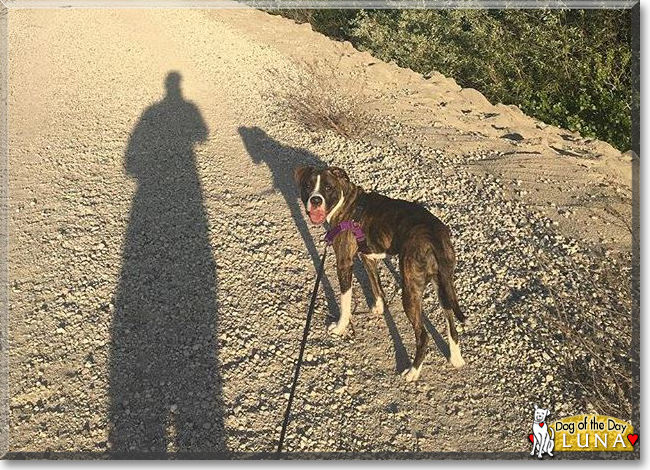 Luna the Pitbull, Boxer mix, the Dog of the Day